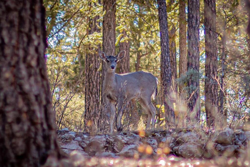 Holiday home Forest 1 Hunters Blind *